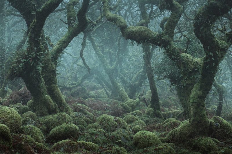 Gina Forbes – A Meeting in the Woods